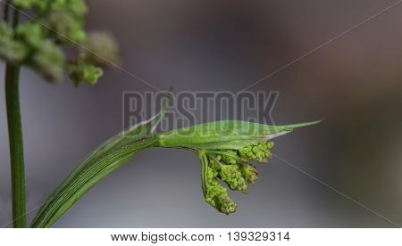 Unopened Blossoms Of The Salad Burnet (pimpinella Saxifraga)