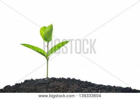 Green sprout growing out from soil isolated on white background