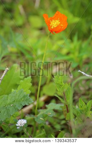 Iceland Poppy (papaver Nudicaule) With A Blossom