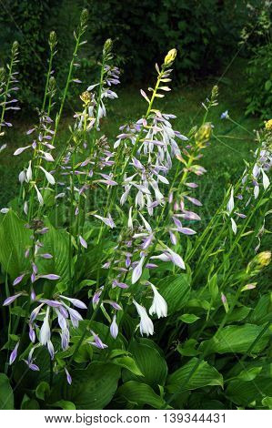 Hosta (Funkia) in bloom. Decorative plant.