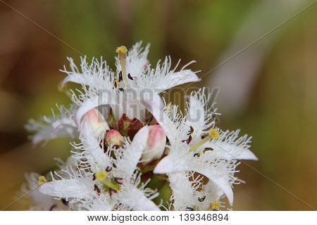 Macro Of Blossom Of Buckbean (menyanthes Trifoliata)
