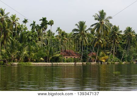 Allepey city on water. Backwaters, rice plantation, coconuts palm mango tree. River landscape