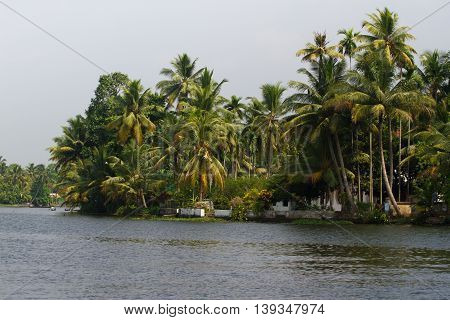 Allepey city on water. Backwaters, rice plantation, coconuts palm mango tree. River landscape