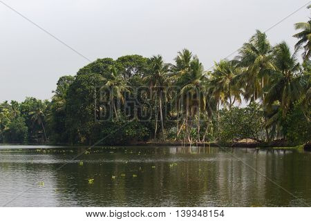 Allepey city on water. Backwaters, rice plantation, coconuts palm mango tree. River landscape