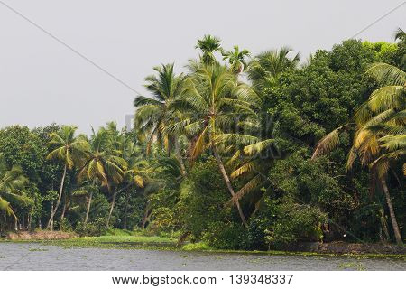 Allepey city on water. Backwaters, rice plantation, coconuts palm mango tree. River landscape