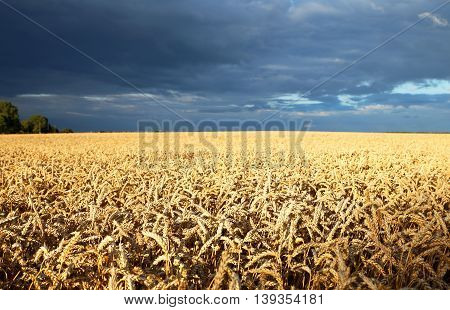 golden ripe ears of wheat ripened for harvest photo for micro-stock
