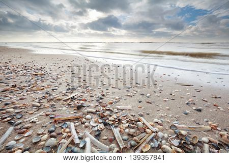 many shell on sand beath at low tide of North sea