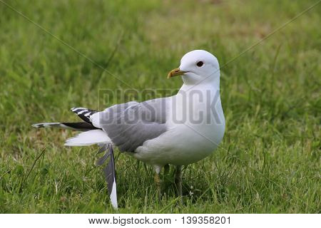Common Gull (larus Canus) With A Loose Feather