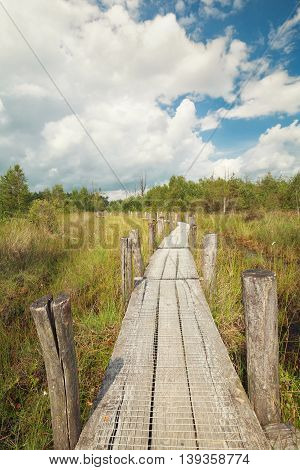 wooden path on marsh in summer, Netherlands
