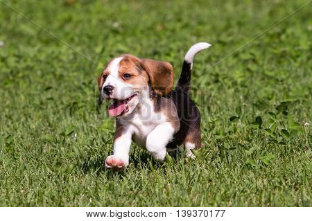 beagle puppy running outdoor in the grass