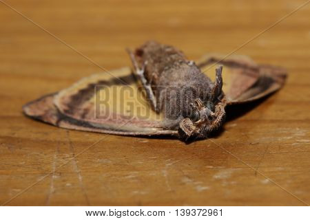 Dead Moth Lying On Its Back (large Yellow Underwing, Noctua Pronuba)
