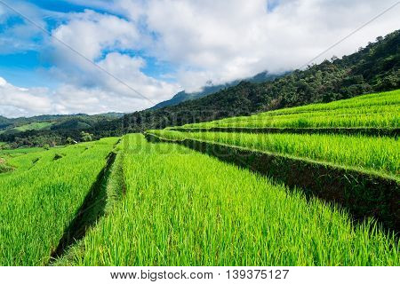 Blue Sky And Green Terraced Rice Field In Pa Bong Piang Chiangmai, Thailand