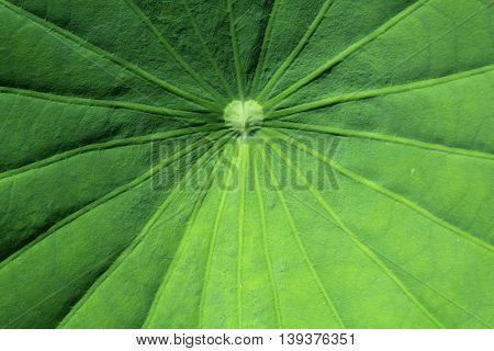 Motifs of lotus leaves are beautiful, I photographed this close-up .To see a particular pattern of leaves.