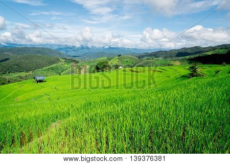 Blue Sky And Green Terraced Rice Field In Pa Bong Piang Chiangmai, Thailand