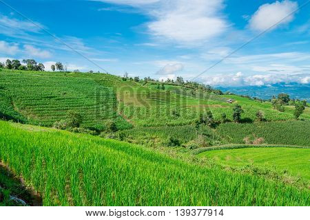 Blue Sky And Green Terraced Rice Field In Pa Bong Piang Chiangmai, Thailand