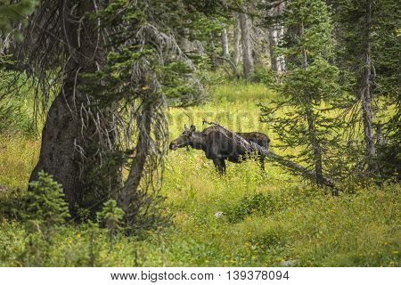 Moose standing by summer yellow wildflowers in a pine tree forest at Albion Basin, Salt Lake City, Utah