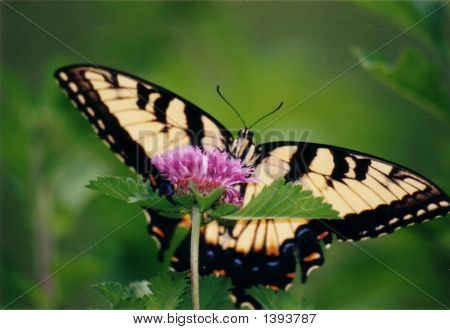 Butterfly13