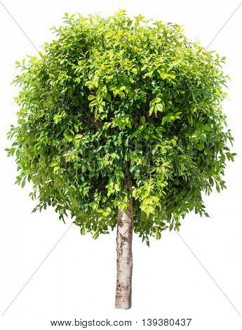 Ficus benjamina. File contains clipping paths.