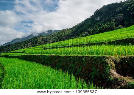 Blue Sky And Green Terraced Rice Field In Pa Bong Piang Chiangmai, Thailand