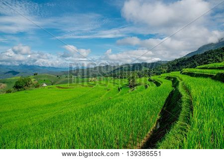 Blue Sky And Green Terraced Rice Field In Pa Bong Piang Chiangmai, Thailand