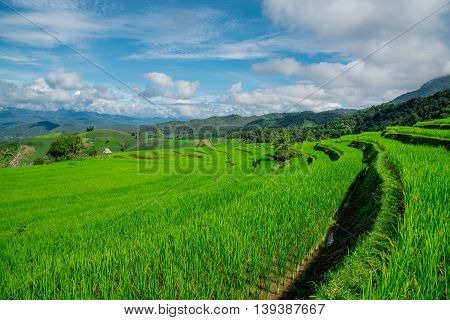 Blue Sky And Green Terraced Rice Field In Pa Bong Piang Chiangmai, Thailand