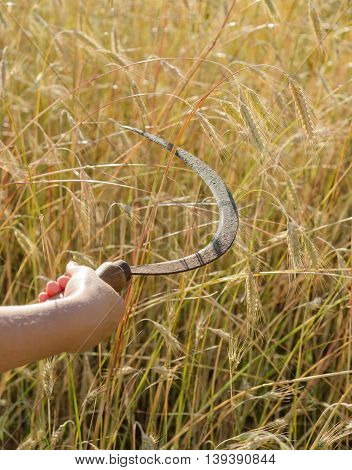 Girl cuts a sickle rye. Sickle is a hand-held traditional agricultural tool in farmer's hand preparing to harvest