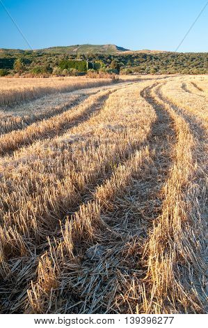 Wheat Harvest Time