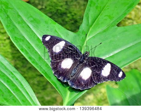 The Great Eggfly butterfly in garden of Niagara Falls Ontario 16 July 2016 Canada
