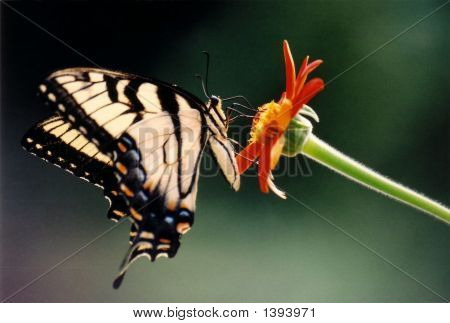 Butterflyb