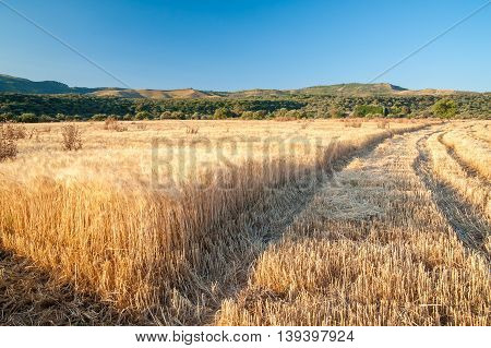 Wheat Harvest Time