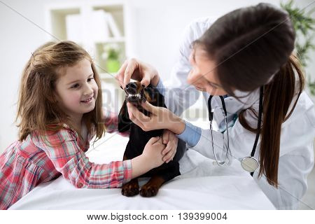 Veterinarian examining teeth of a dog dachshund while doing checkup