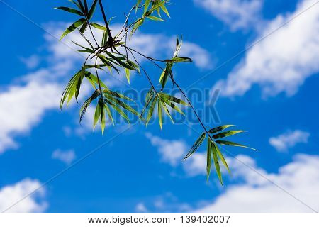 The bamboo leaf under blue sky cloud.