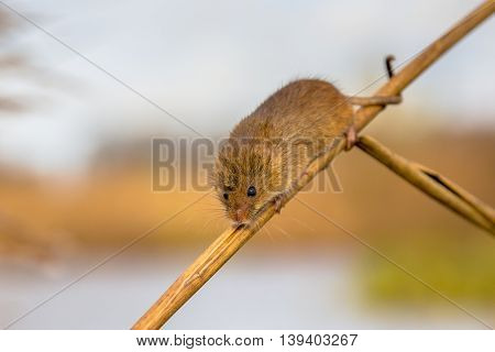 Harvesting Mouse In Reed