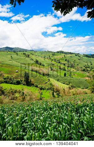 Corn fields on mountain under blue sky