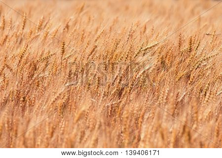 Golden field of wheat with ears full of grain in the summer on the farm