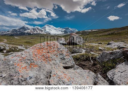 Orange Lichen Grow Upon Rocks on Wilcox Pass with Columbia Icefields in background