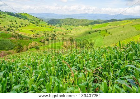 Corn Fields On Mountain Under Blue Sky