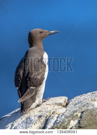 Common Guillemot  Against Blue Sky