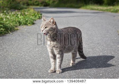 Angry cat in the park on a track in summer