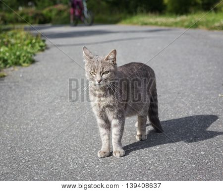Angry cat in the park on a track in summer