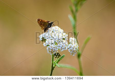 an aphantopus hyperantus brown forest bird butterfly