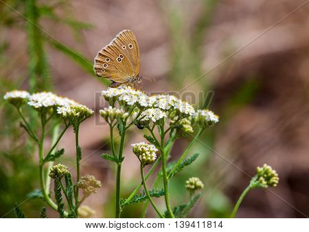an aphantopus hyperantus brown forest bird butterfly
