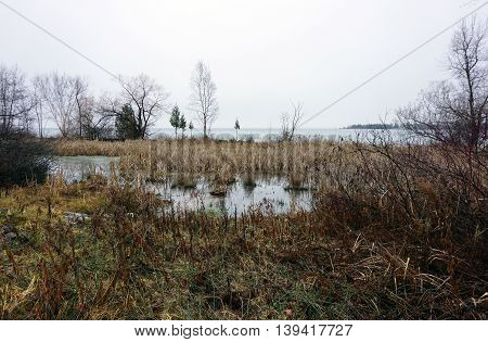 A swamp stands next to Little Traverse Bay in Wequetonsing, Michigan.
