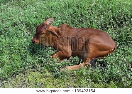 calf resting on the meadow in vietnamese countryside