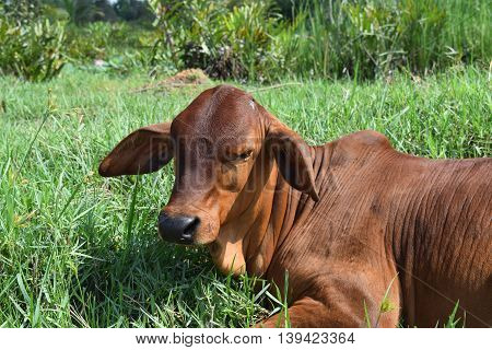calf resting on the meadow in vietnamese countryside