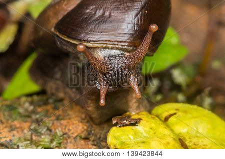 Snail , Cute Snail , Snail of Borneo , Brown Snail