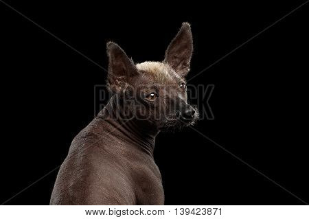 Closeup Xoloitzcuintle - hairless mexican dog breed Looking back, on Isolated Black background, Sad eyes