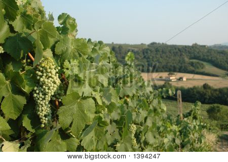 Vinyard