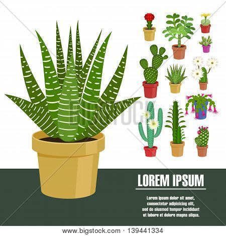 Blooming cactus. Vector illustration. Template page with the image of different kinds of cactus flower. Isolated on white background. Flat design.