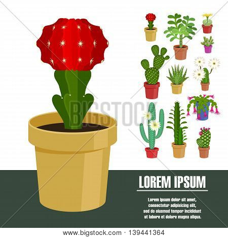Blooming cactus. Vector illustration. Template page with the image of different kinds of cactus flower. Isolated on white background. Flat design.